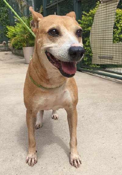 #PraCegoVer: Fotografia da cachorra Leka. Ela é de cor amarela e está sentada e sorrindo.